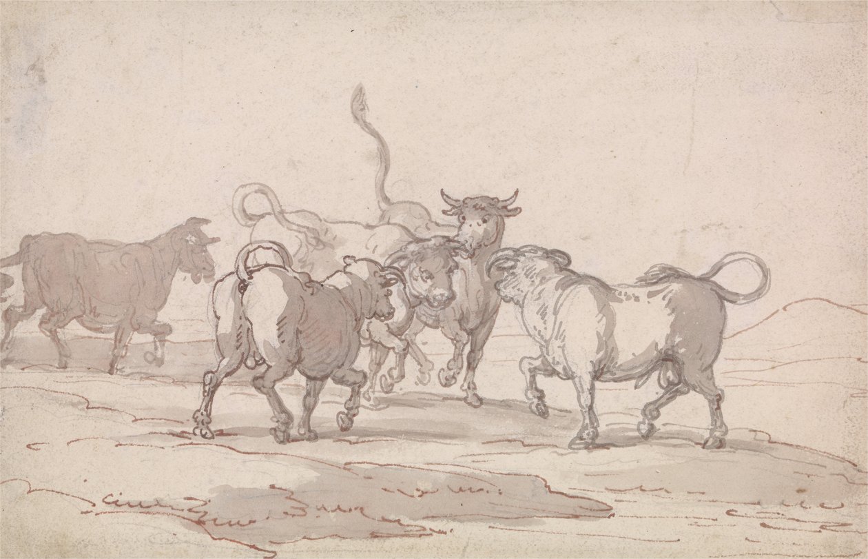 Un gruppo di cinque tori pronti a combattere da Thomas Rowlandson
