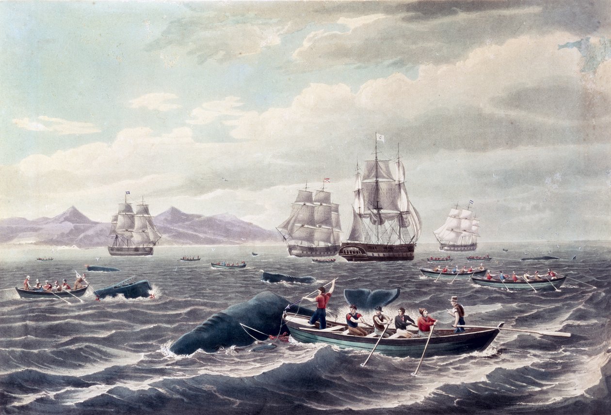 Un banco di capodogli, incisione di J. Hill, pubblicata nel 1838 (acquatinta a colori) da Thomas (after) Birch