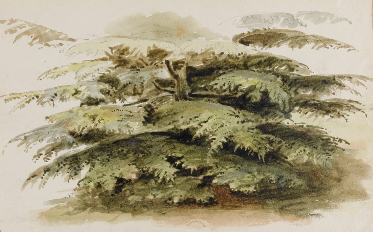 Studio di un albero di cedro a Merton da Thomas Baxter