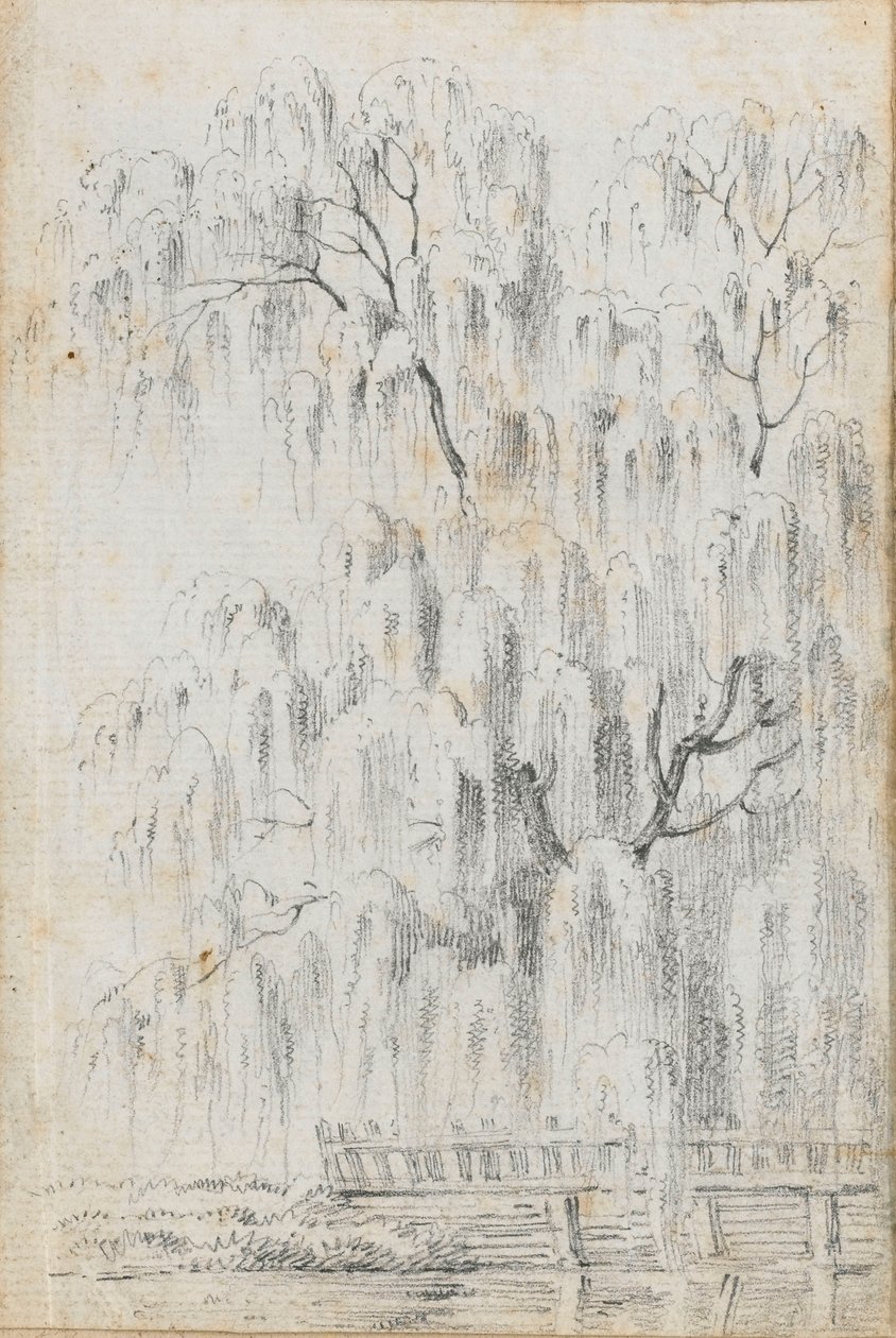 Studio di un albero che si protende sull