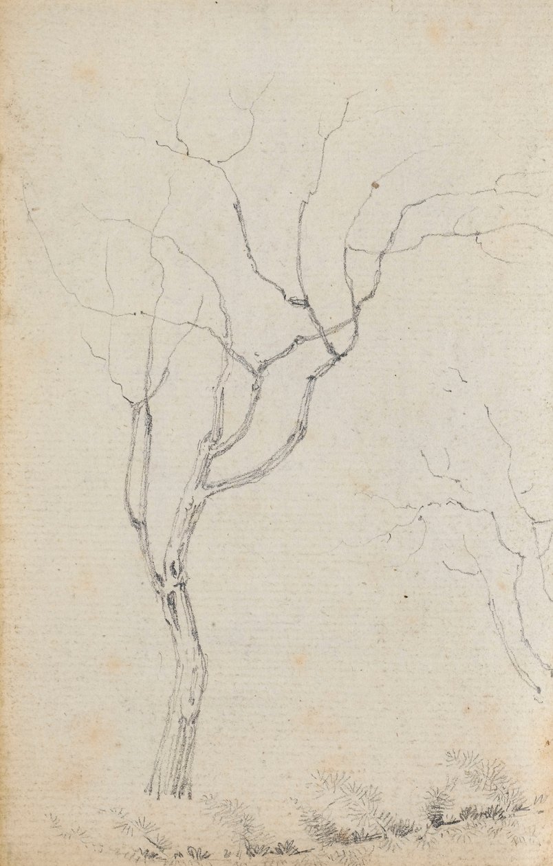 Studio di piccoli alberi con arbusti bassi sotto di loro (verso) da Thomas Baxter