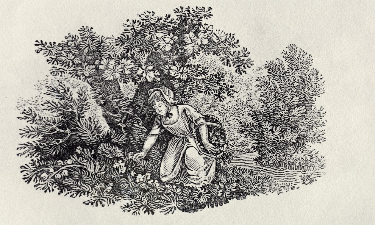 Una ragazza che raccoglie fiori da 