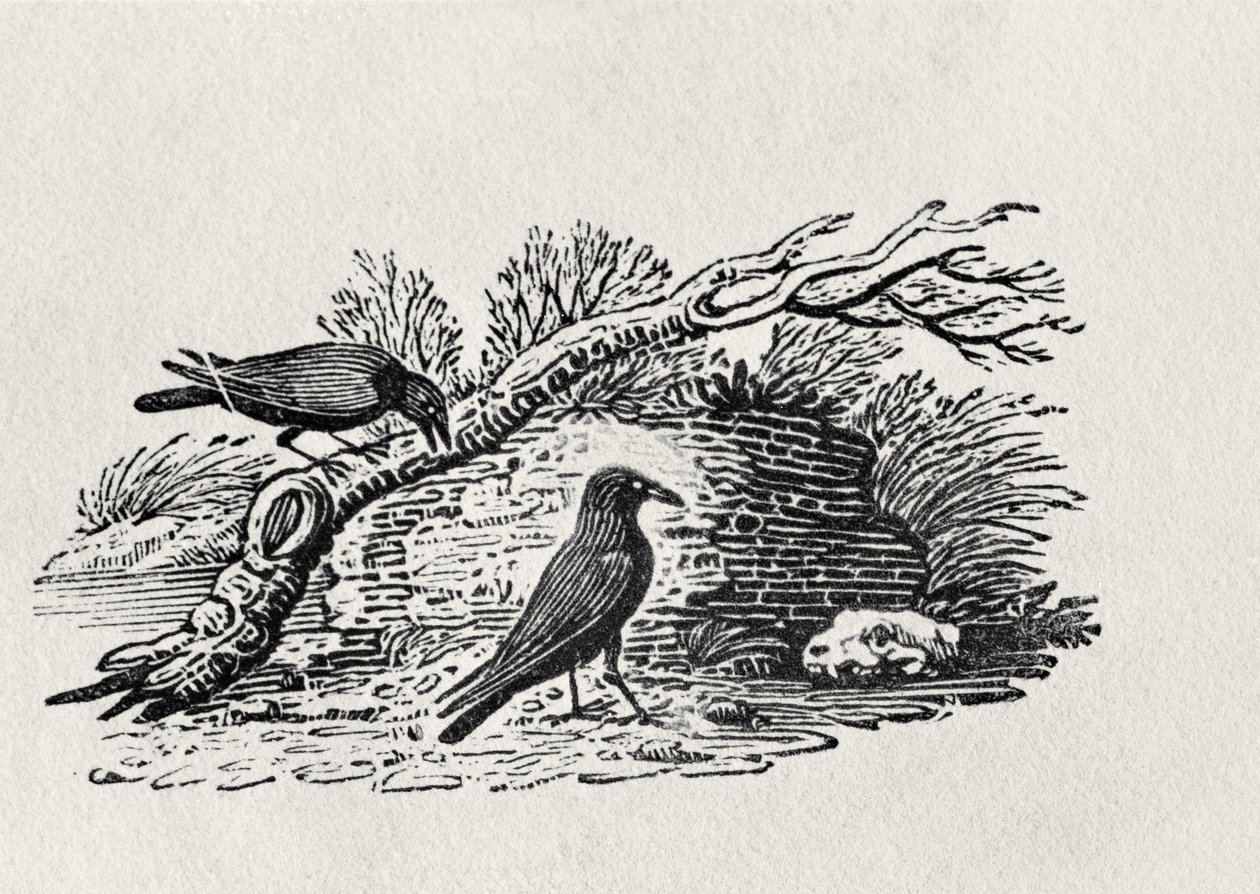 Corvi (Corvus corone corone) da 