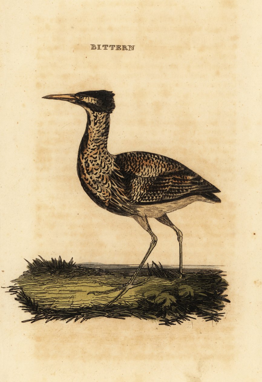 Tarabuso eurasiatico o tarabuso maggiore, Botaurus stellaris da Thomas Bewick
