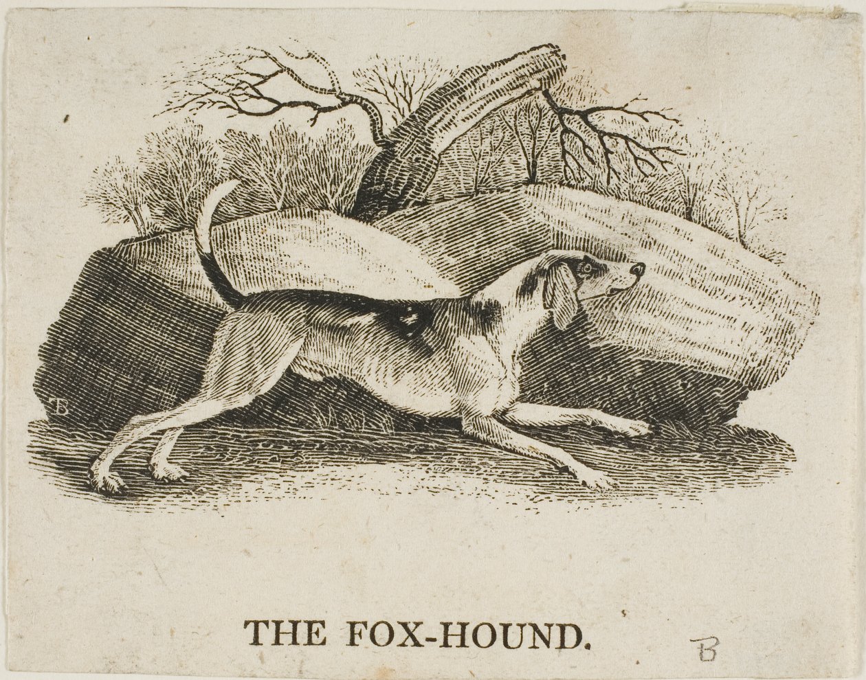 Segugio da Thomas Bewick
