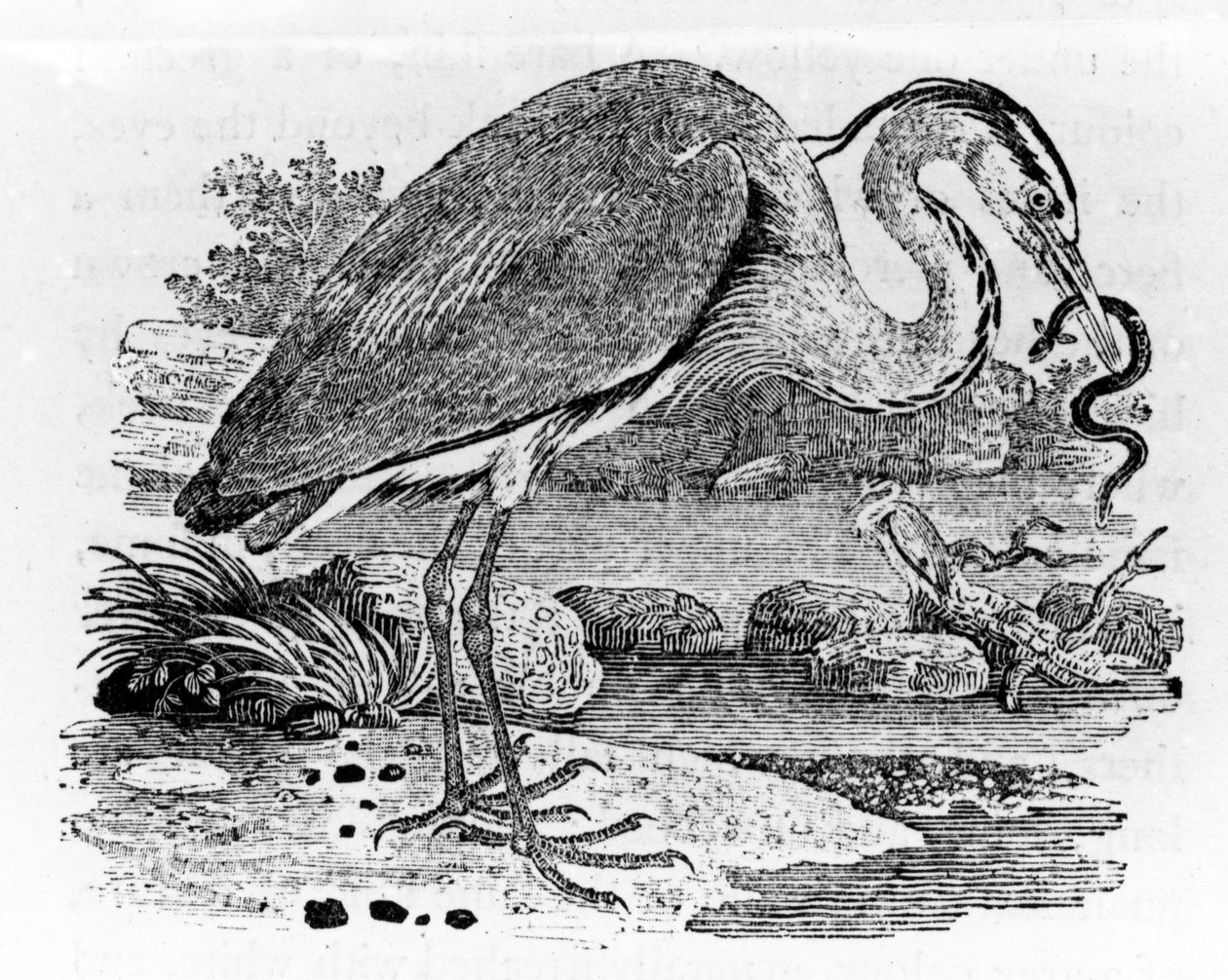 Airone, illustrazione da 