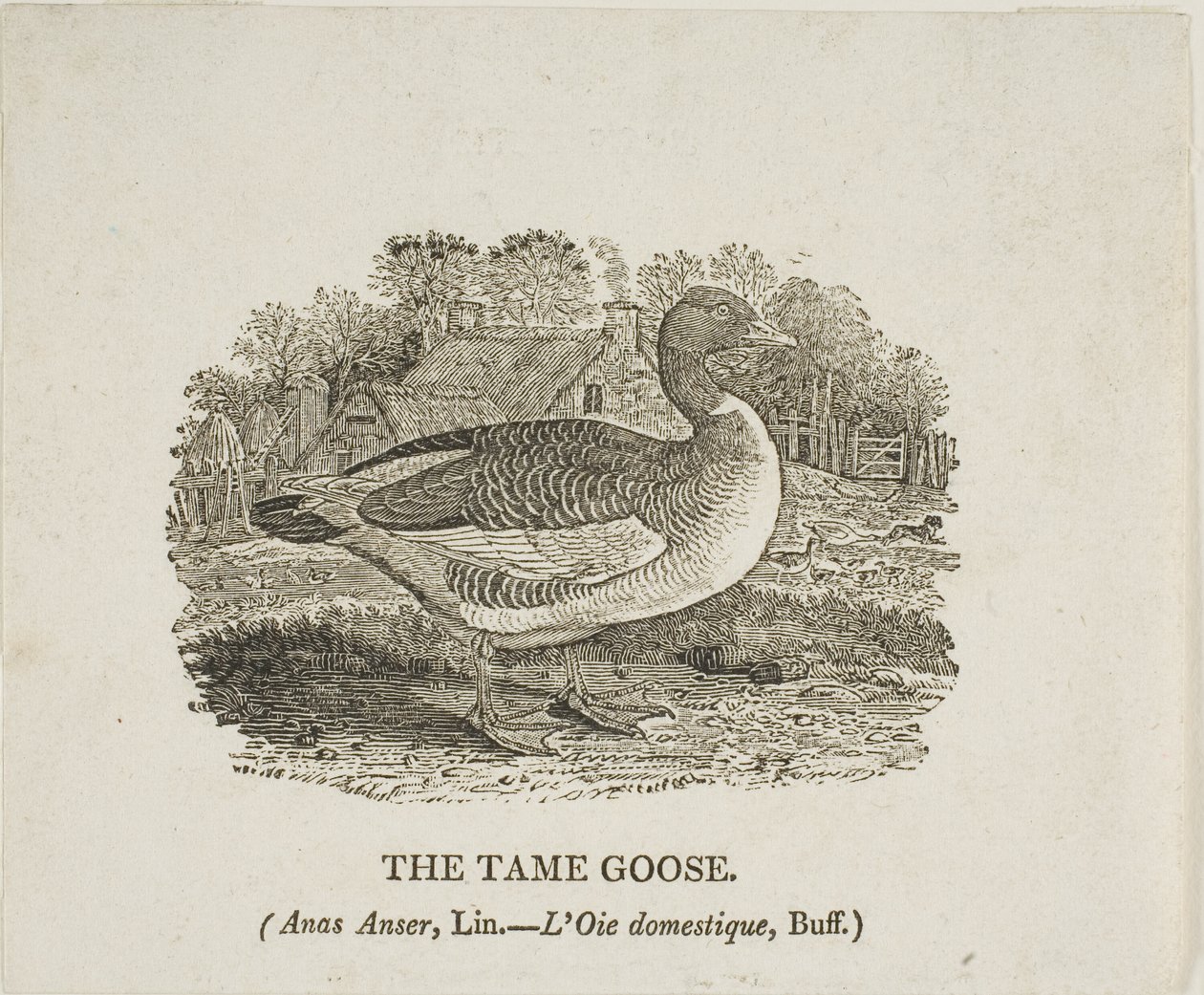 Oca domata da Thomas Bewick