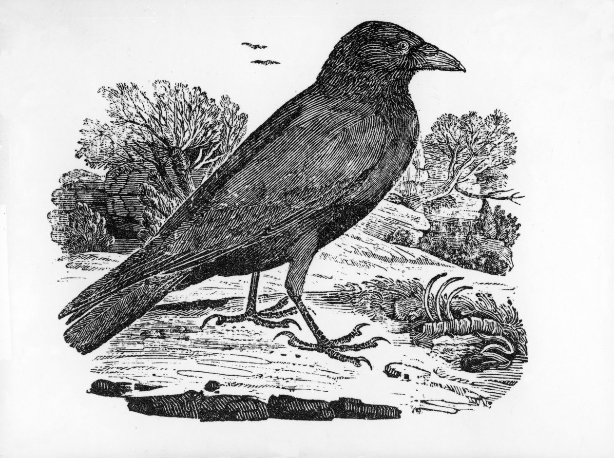 Il corvo imperiale, illustrazione da 