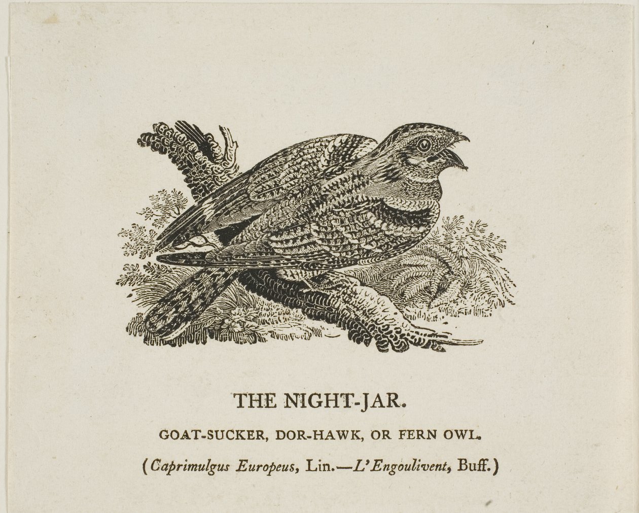 Il vaso da notte da Thomas Bewick