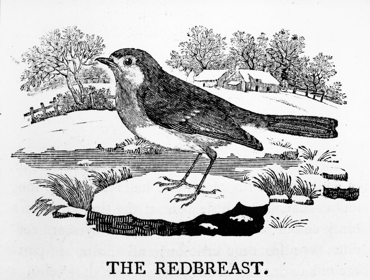 Il pettirosso, illustrazione da 