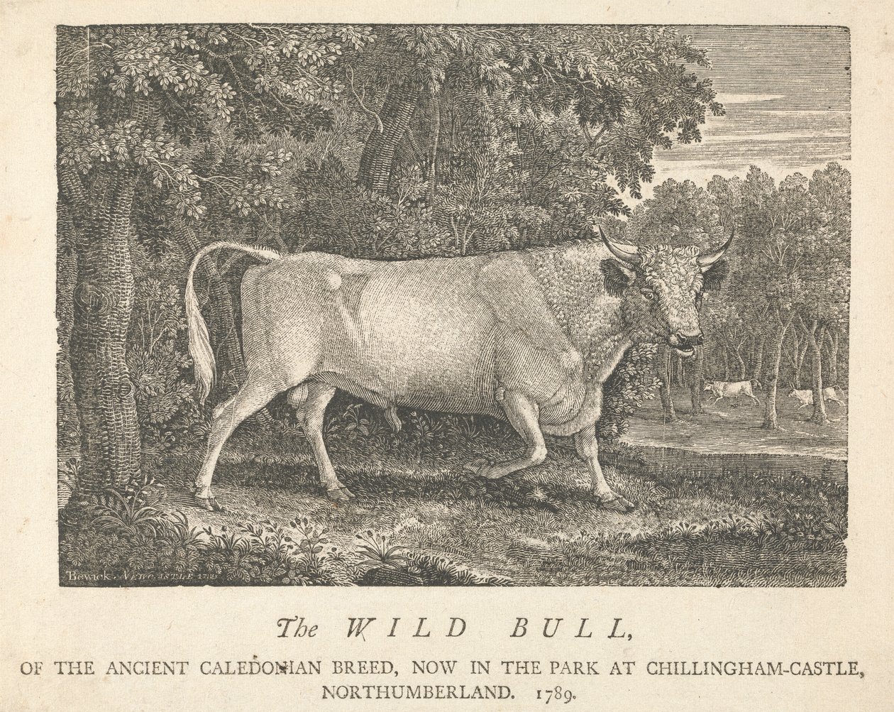 Il toro selvatico, della razza antica caledoniana, ora nel parco, al castello di Chillingham, Northumberland da Thomas Bewick