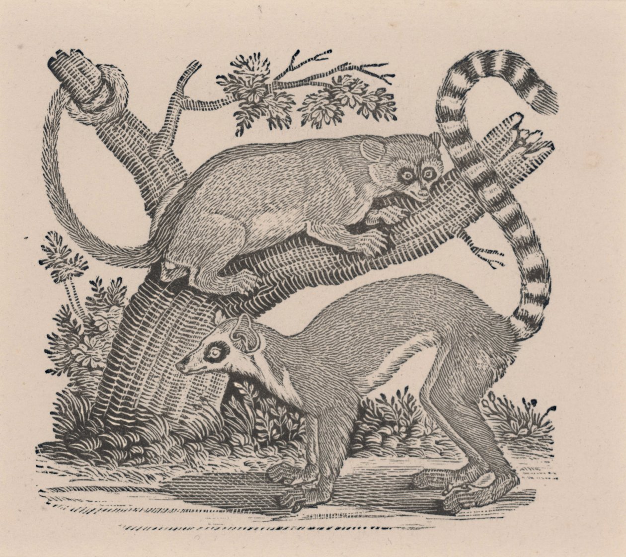 Due Lemuri, da "Storia Generale dei Quadrupedi" da Thomas Bewick
