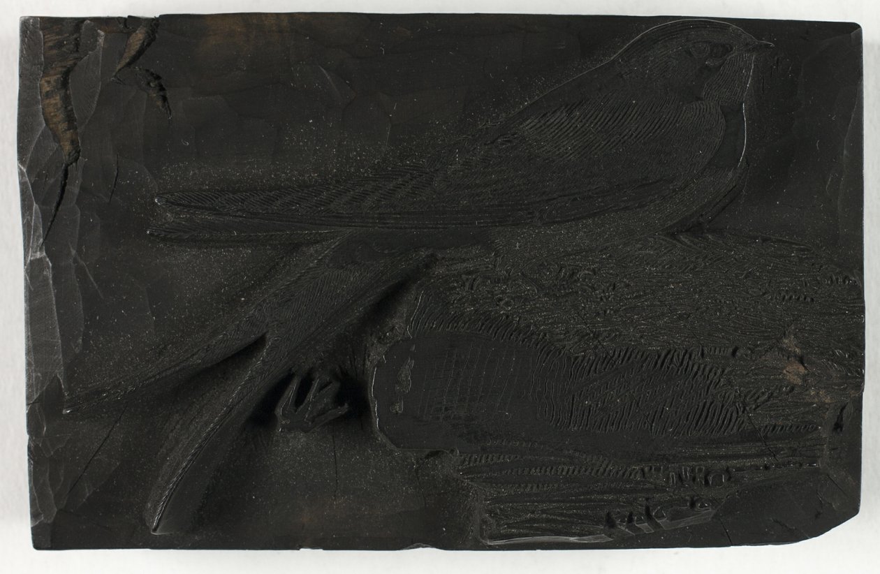 Tavola di legno per La rondine, da Una storia degli uccelli britannici da Thomas Bewick