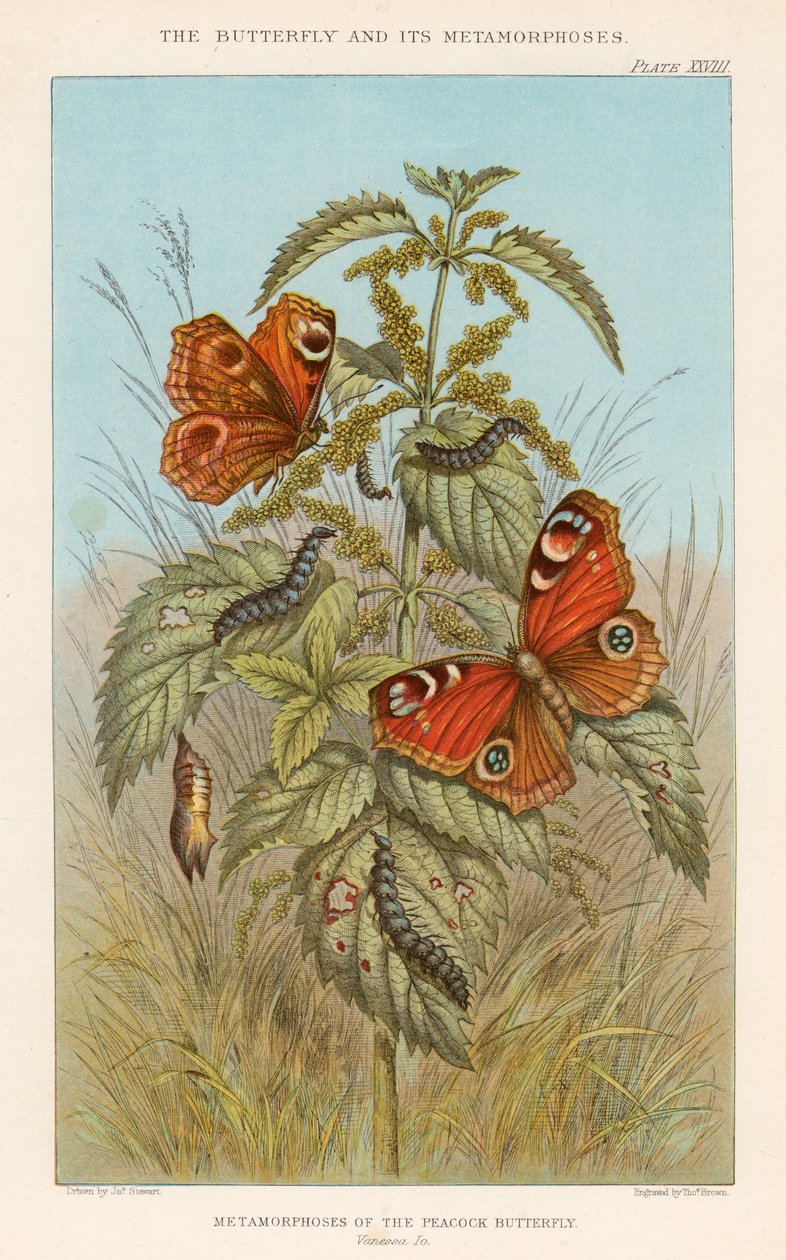 Metamorfosi della farfalla pavone, 1888 da Thomas Brown