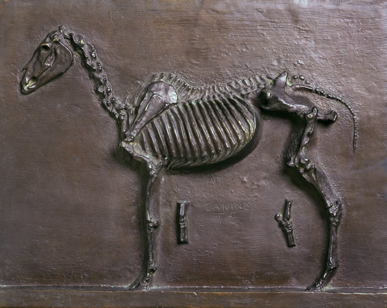 Scheletro di cavallo da Thomas Cowperthwait Eakins
