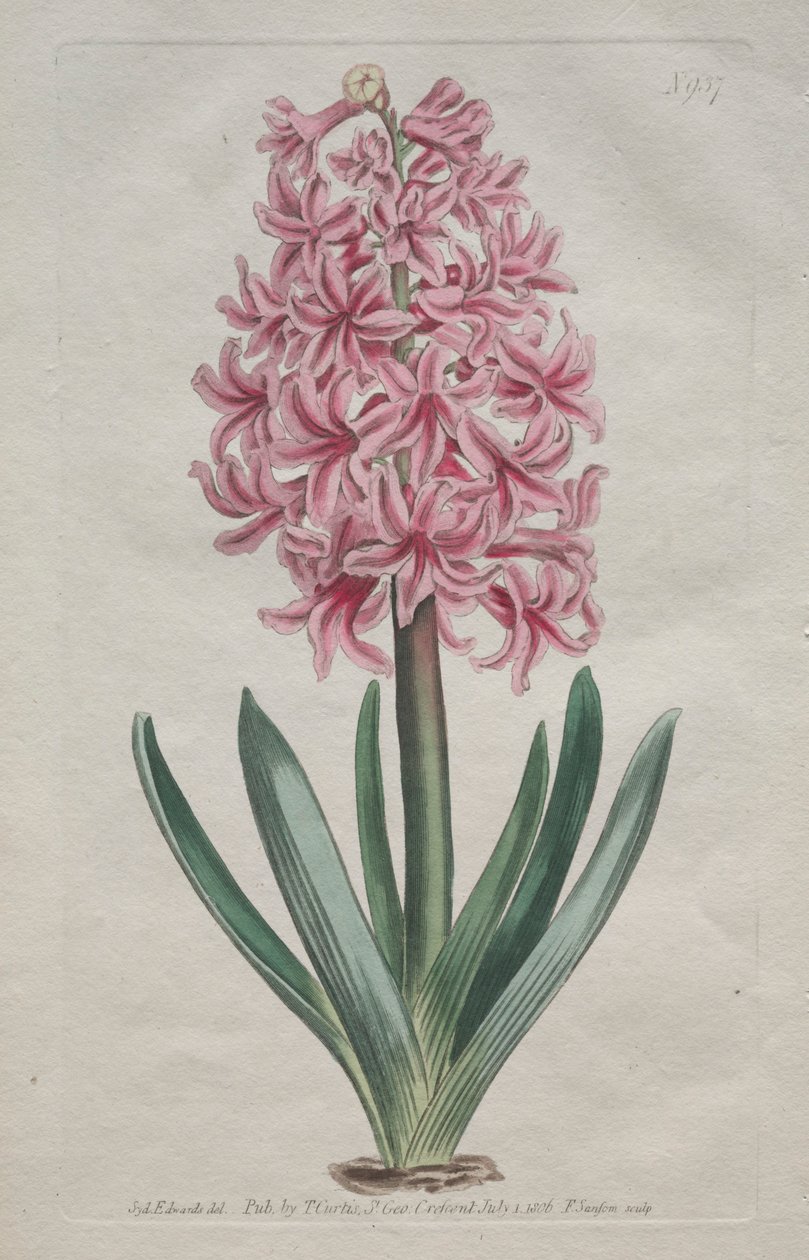 The Botanical Magazine or Flower Garden Displayed: Giacinto da giardino, 1806 da Thomas Curtis