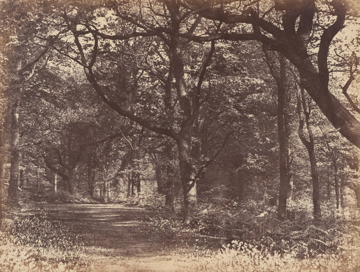 Scena nel Bosco, Norton, Cheshire da Thomas Davies