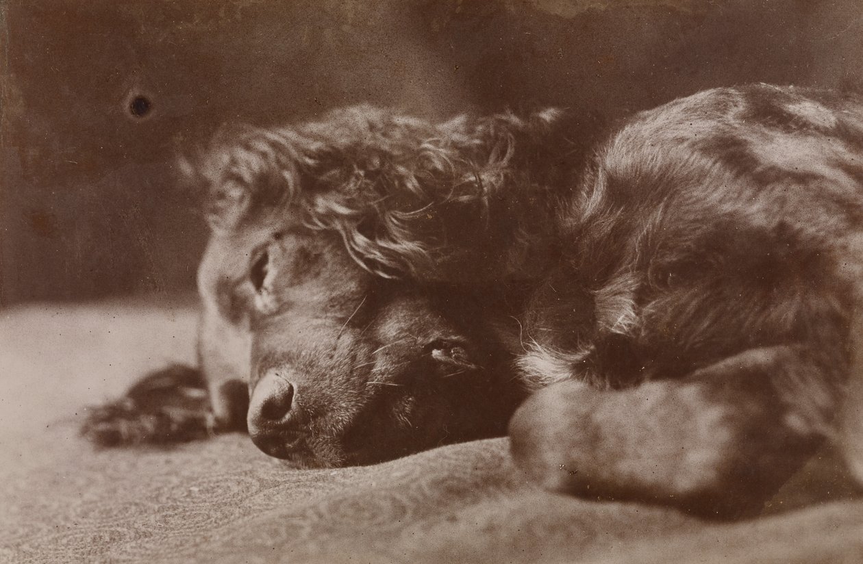 Boyce, ritratto di un cane setter da Thomas Eakins