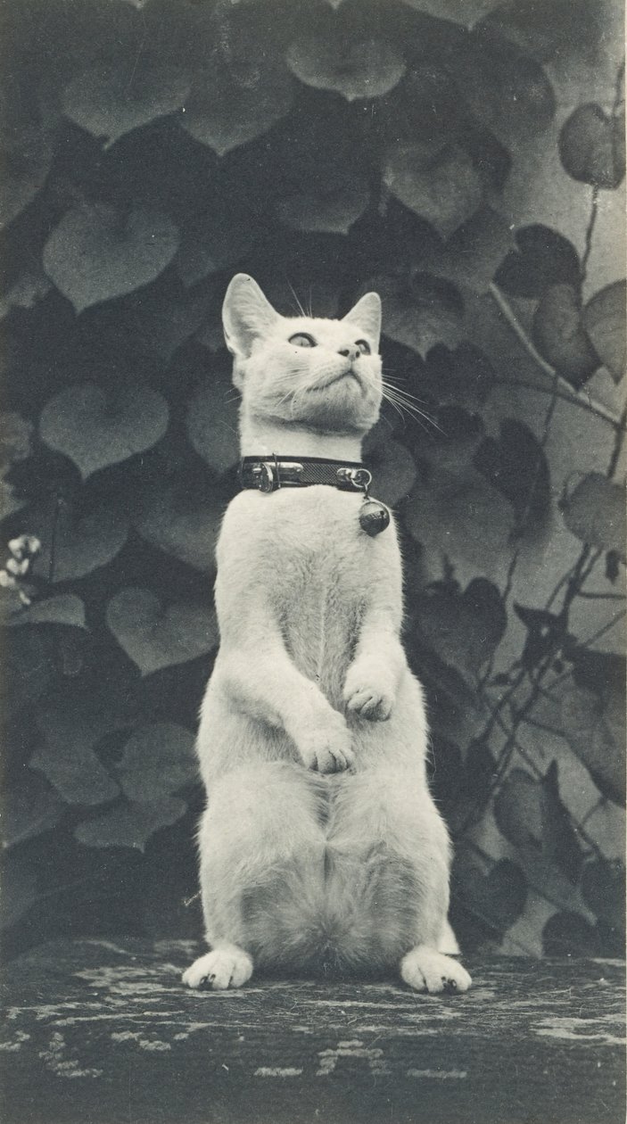 Gatto nel cortile di Eakins da Thomas Eakins