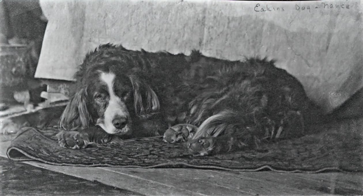 Il cane di Eakins, c. 1880-1890 da Thomas Eakins