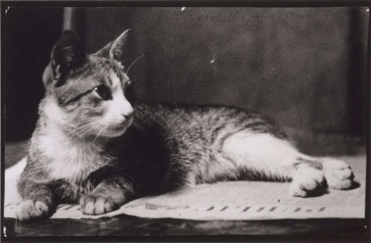 Il gatto della signora Thomas Eakins da Thomas Eakins