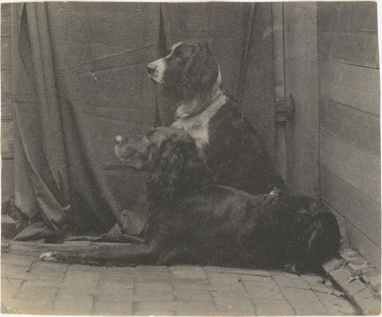 [Il cane Harry di Thomas Eakins e un altro setter], 1880 da Thomas Eakins