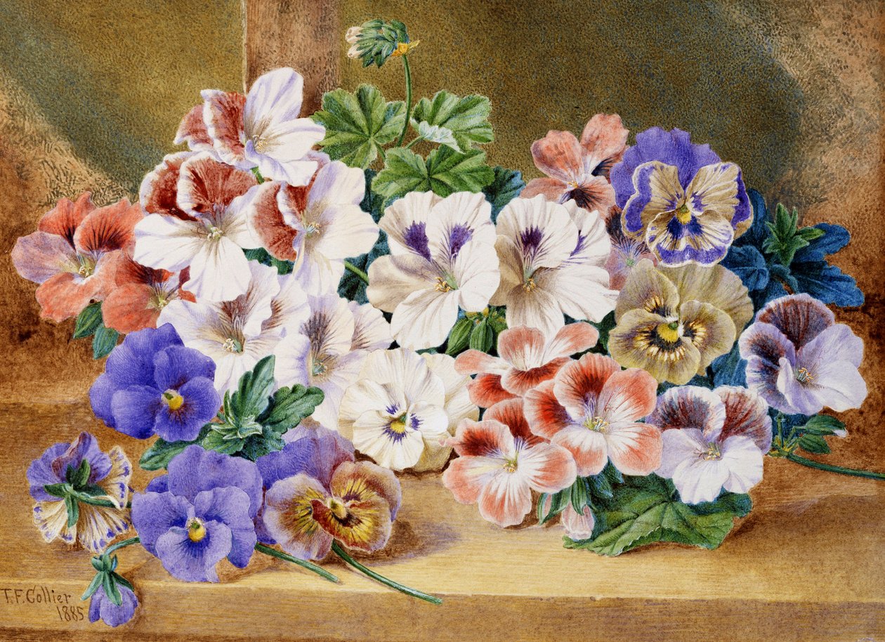 Natura morta di viole e pelargoni. Dipinto di Thomas Frederick Collier (1823-1885) da Thomas Frederick Collier