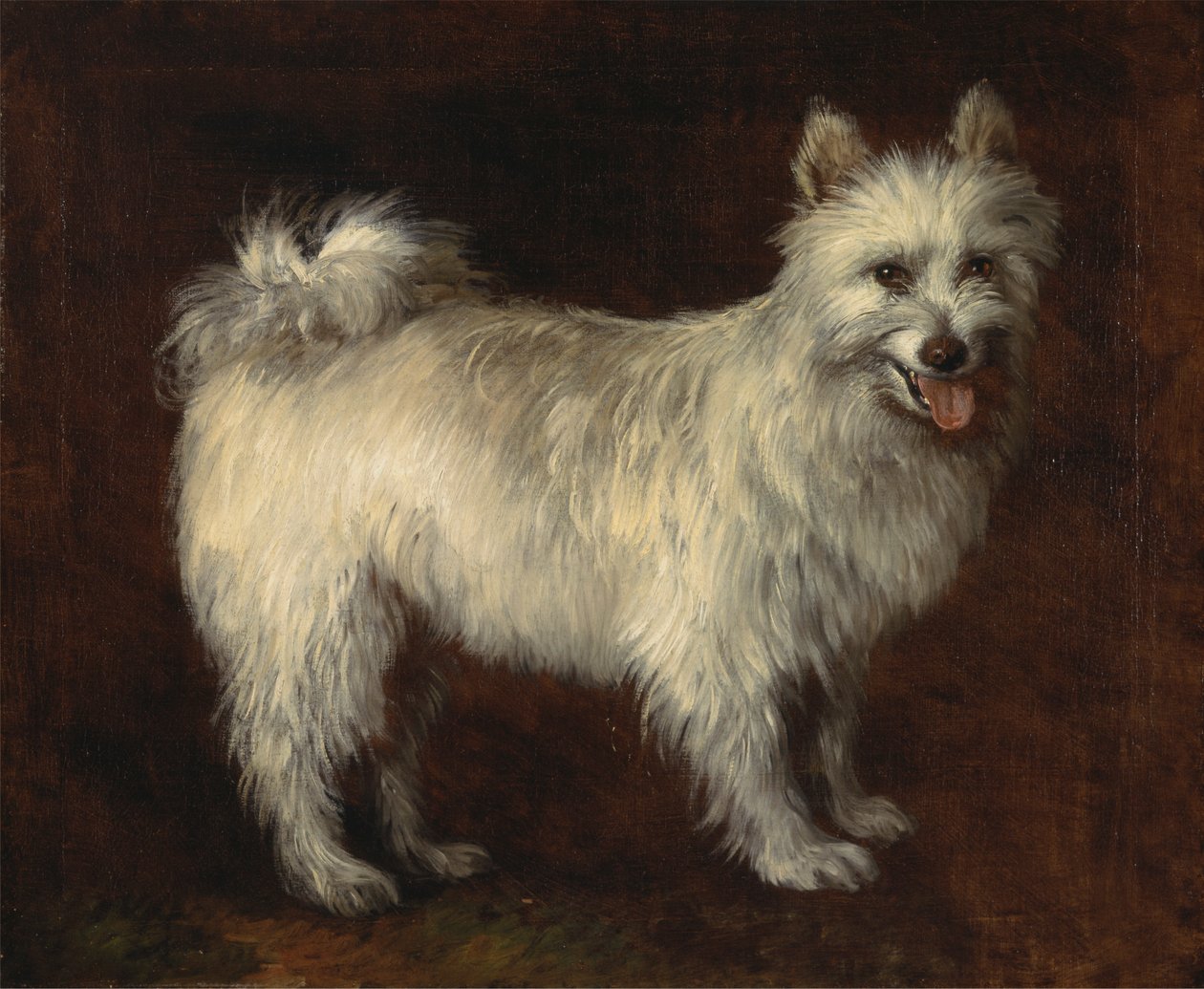 Cane Spitz da Thomas Gainsborough RA