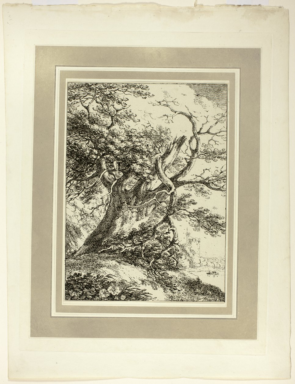 Vecchio Albero, dal primo numero di Specimens of Polyautography da Thomas Hearne