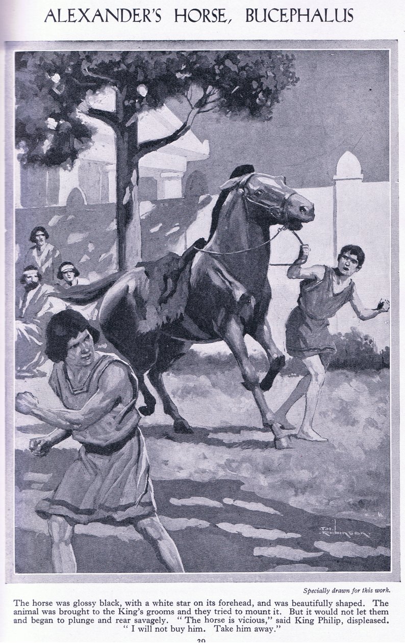 Il cavallo di Alessandro, Bucefalo: il cavallo era nero lucido con una stella bianca sulla fronte, 1950 circa (litografia) da Thomas Heath Robinson
