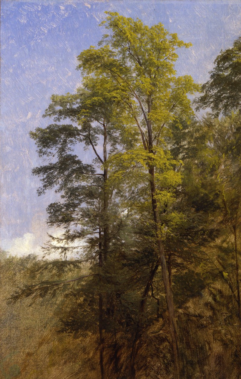 Studio di albero, Catskill Clove, N.Y. da Thomas Hiram Hotchkiss