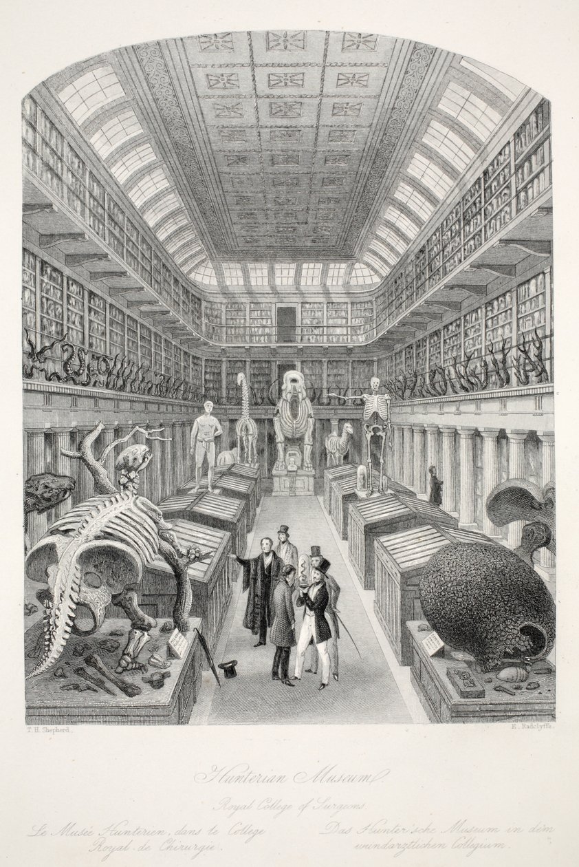 Museo Hunterian, Royal College of Surgeons, da 