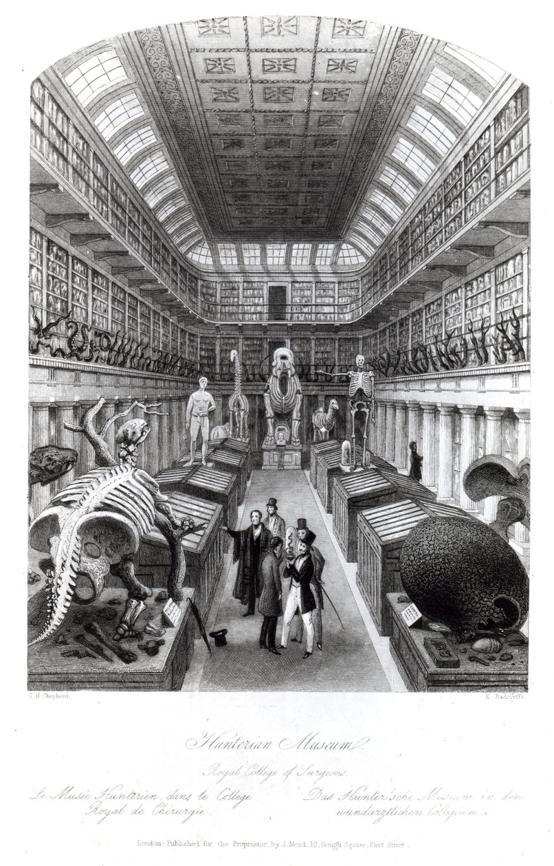 Il Museo Hunterian, illustrazione per 