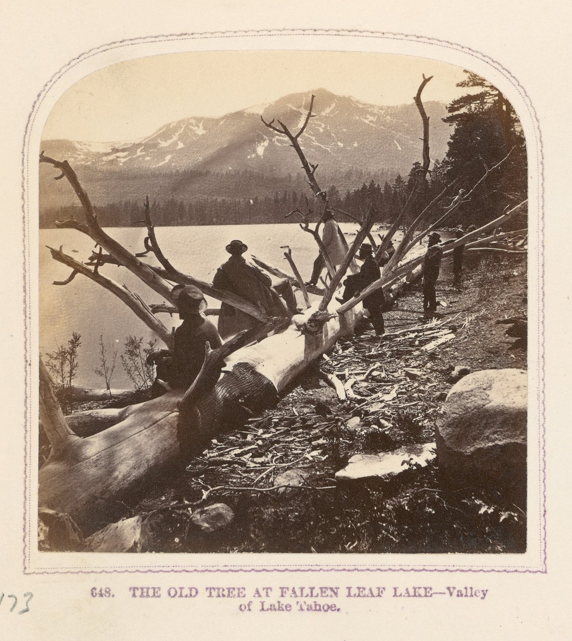 Il vecchio albero del lago Fallen Leaf da Thomas Houseworth