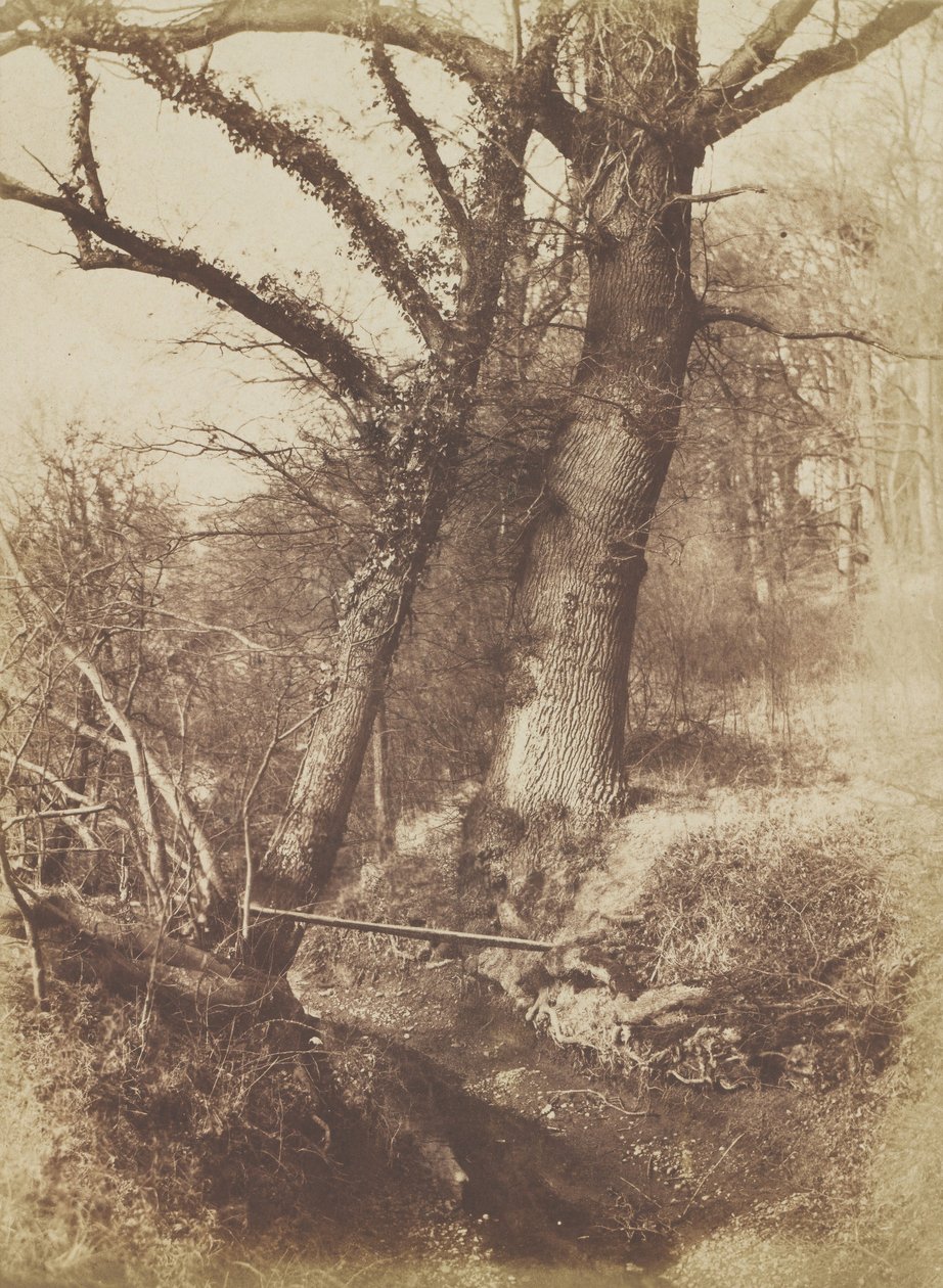 Alberi, 1854-57 da Thomas Keith