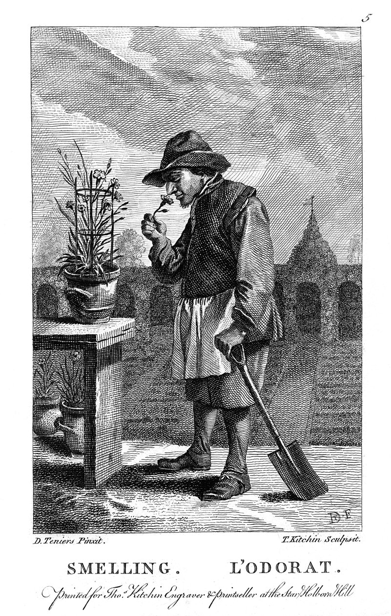 Giardiniere che annusa un garofano o Dianthus rosa, c1750 da Thomas Kitchin