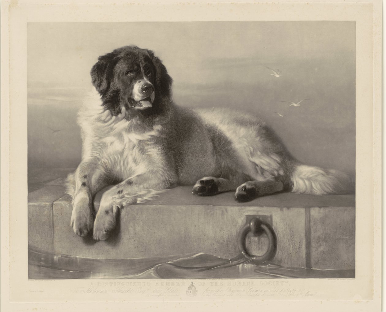 Ritratto del cane da salvataggio Bob, sdraiato su un molo da Thomas Landseer
