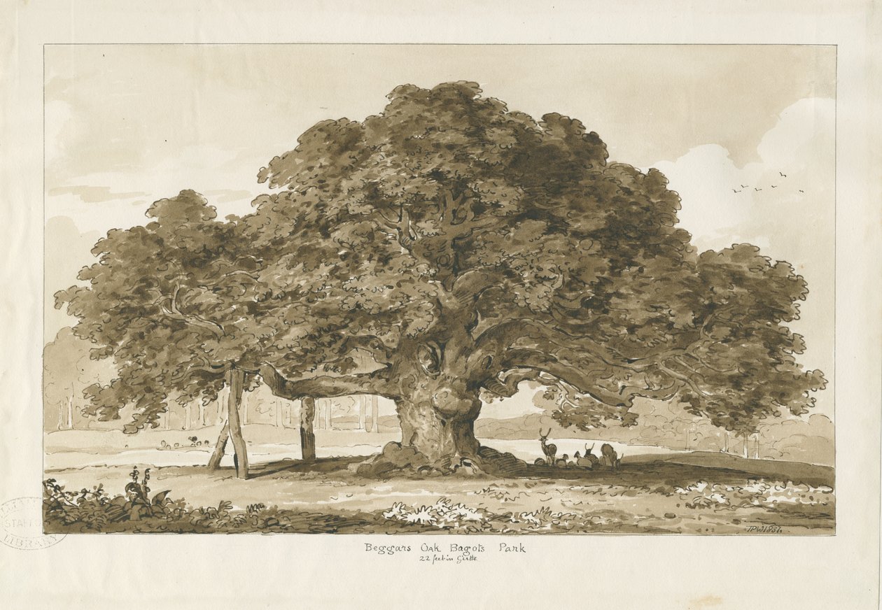 Blithfield - Quercia del mendicante da Thomas Peploe Wood