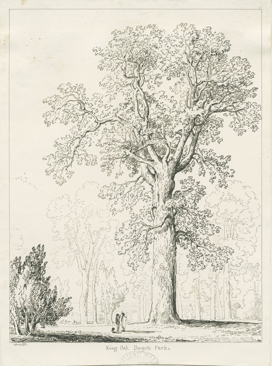 Blithfield - Quercia del Re: disegno a penna e inchiostro da Thomas Peploe Wood