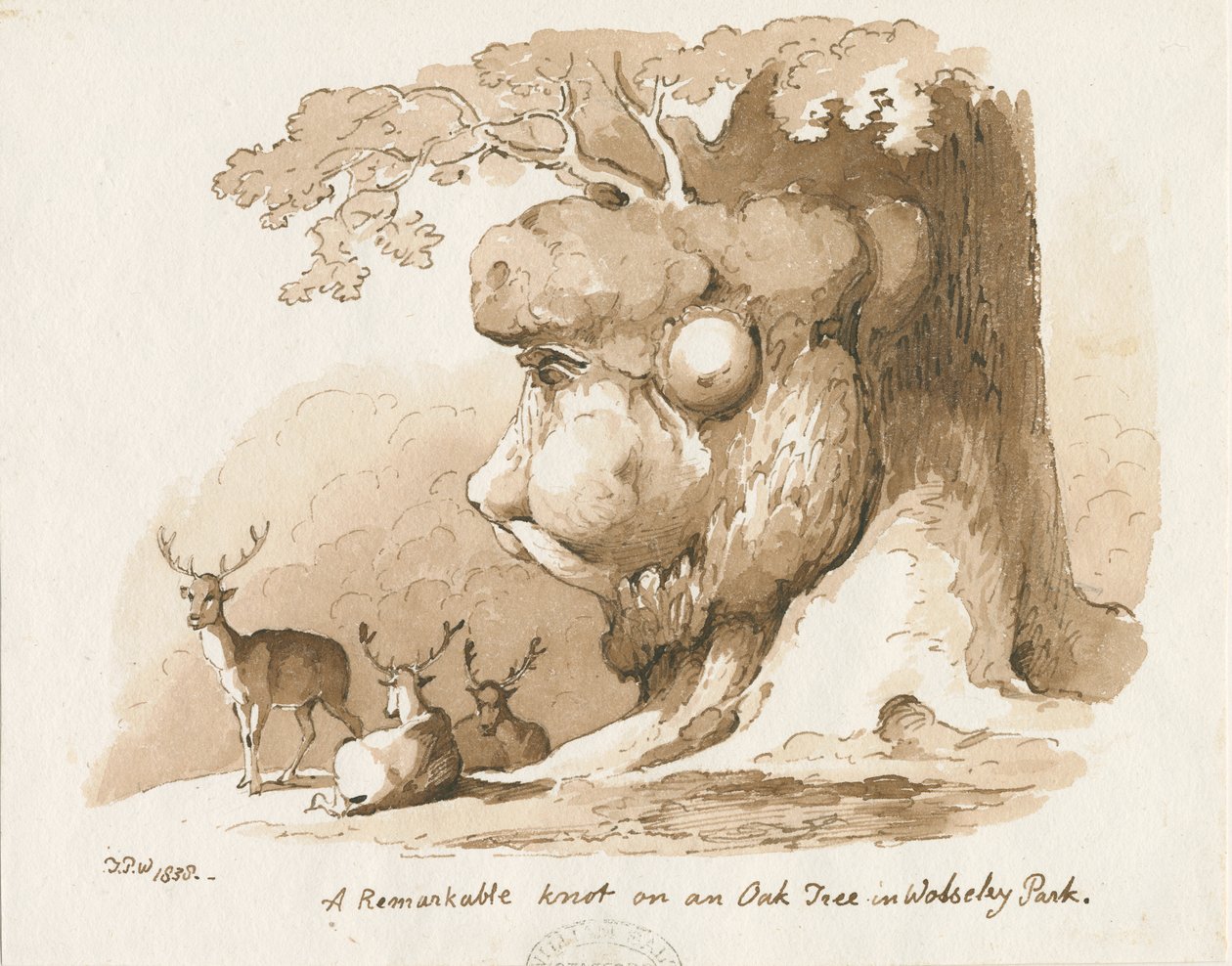 Parco di Wolseley - Nodo su una quercia: disegno a penna e seppia da Thomas Peploe Wood