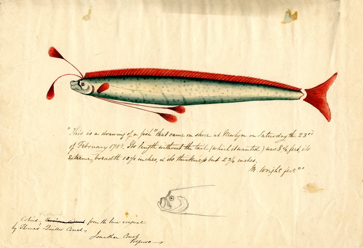 Disegno ad acquerello del pesce remo di Newlyn (Regalecus glesne), 1849 circa (matita e acquerello su carta) da Thomas Quiller Couch