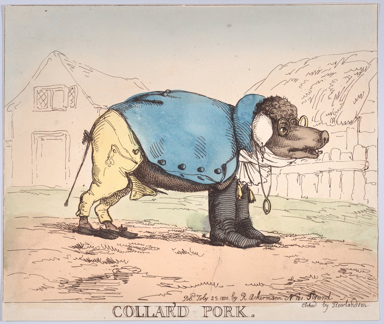 Maiale al Collare, 25 luglio 1800 da Thomas Rowlandson