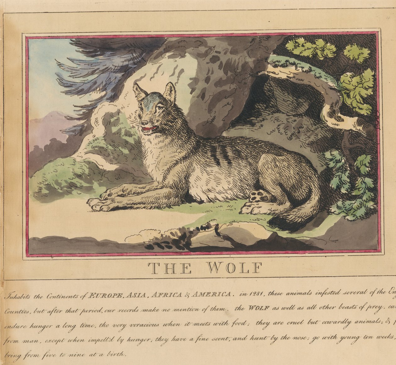 Set di otto con frontespizio. “Animali stranieri e domestici”. 5. Il lupo da Thomas Rowlandson