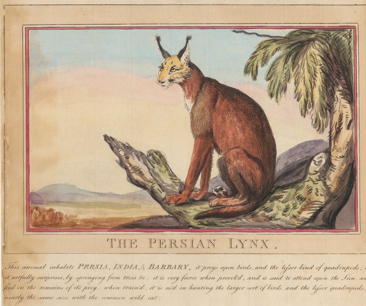 Set di otto con frontespizio. “Animali stranieri e domestici”. 7. La lince persiana da Thomas Rowlandson