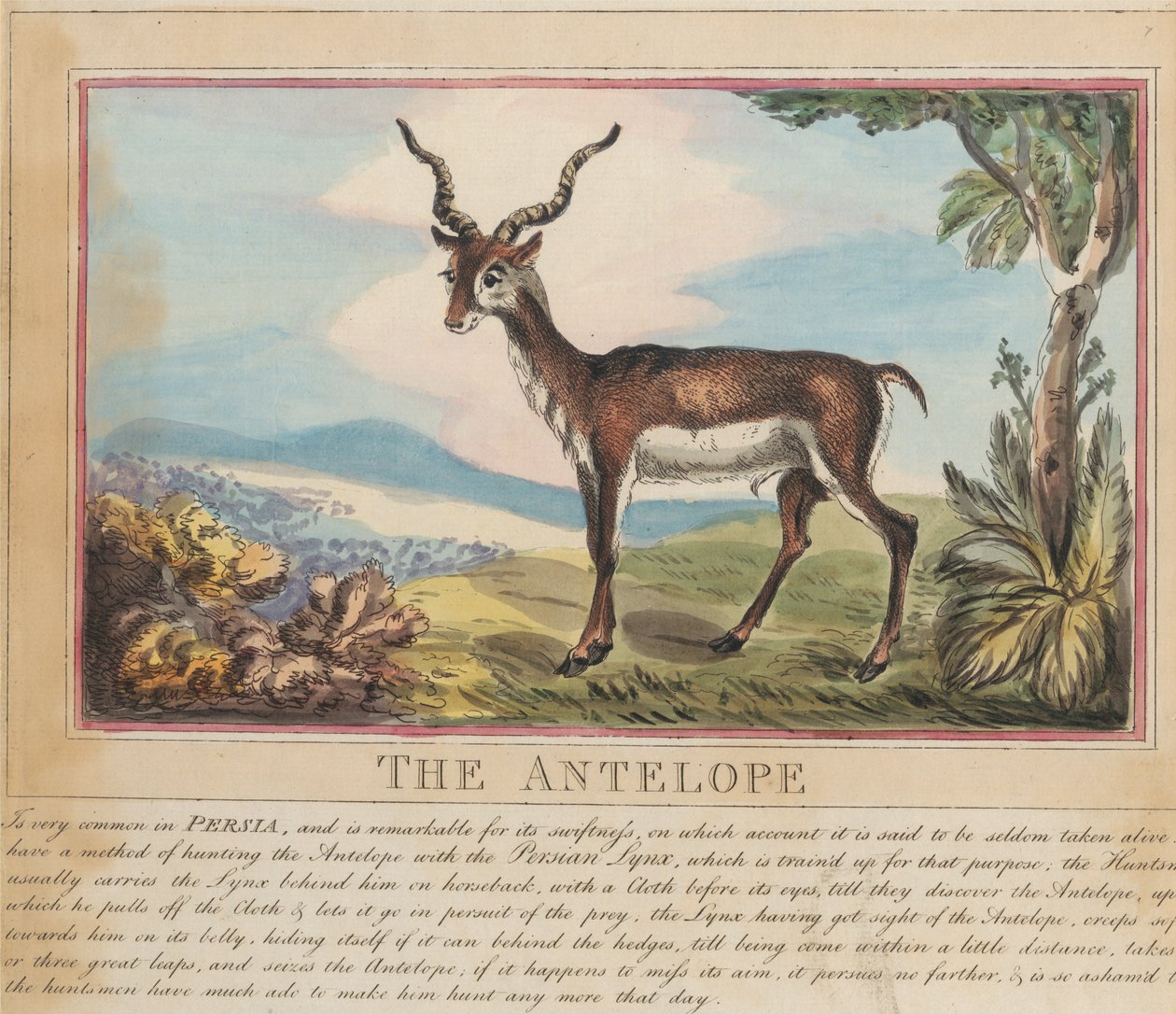 Set di otto con frontespizio. “Animali stranieri e domestici”. 8. L’antilope da Thomas Rowlandson