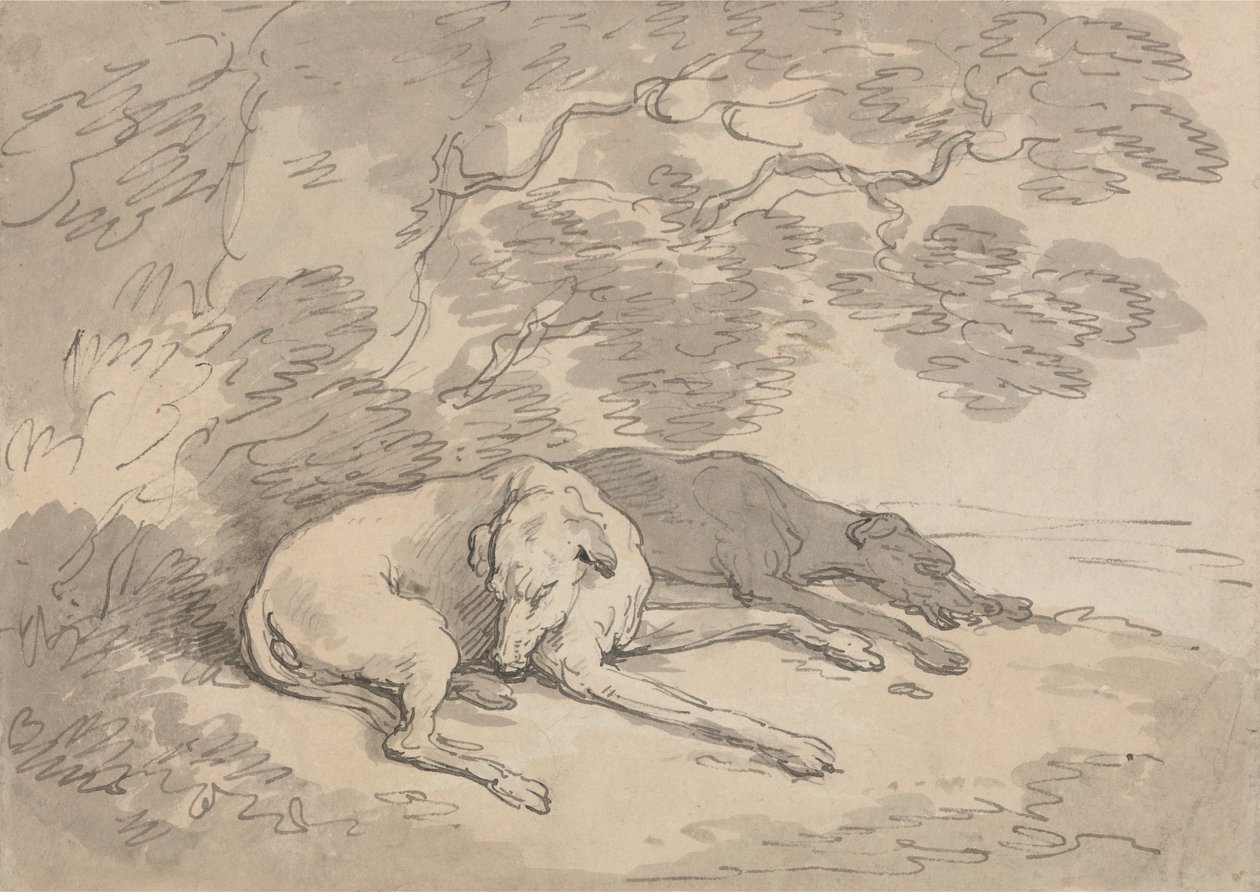 Due levrieri sdraiati sotto un albero da Thomas Rowlandson