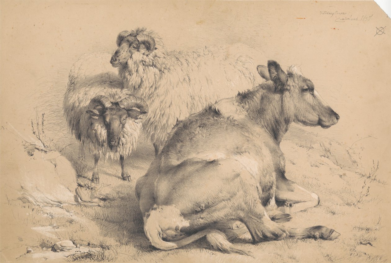Una mucca e due arieti da Thomas Sidney Cooper