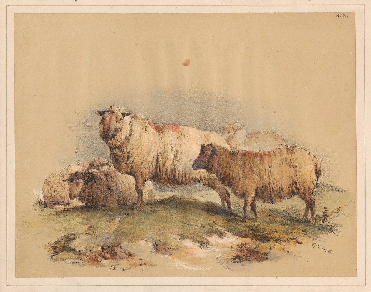 Pecore, n. 18 da Thomas Sidney Cooper