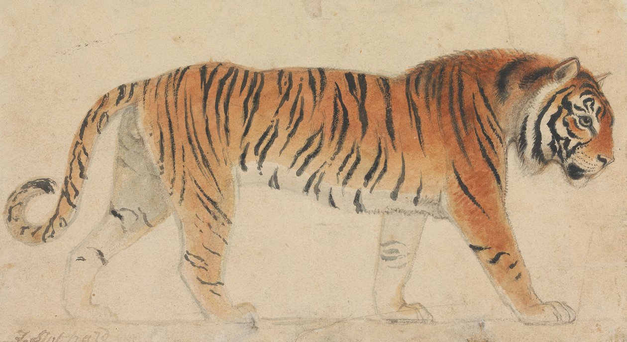 Una tigre, a figura intera, di profilo, rivolta verso destra da Thomas Stothard