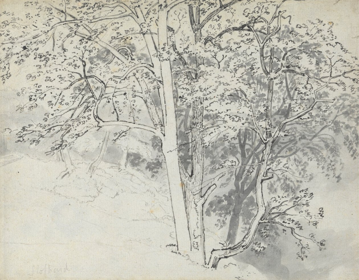 Studio di alberi da Thomas Stothard